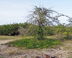 Catunaregam spathulifolia, circular herbaceous phase and erect trunks, Penarik, Trengganu, Malaysia