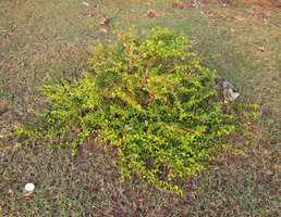 Catunaregam spathulifolia, circular herbaceous phase and first central erect shrubby stems, Penarik, Trengganu, Malaysia