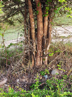 Catunaregam spathulifolia, early basal fused stage of a multi trunked individual, Penarik, Trengganu, Malaysia