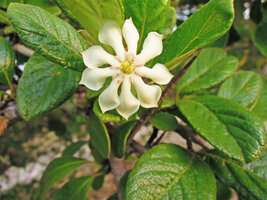 Catunaregam spathulifolia, flower, Penarik, Trengganu, Malaysia