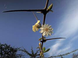 Catunaregam spathulifolia, flowers on short stems and rameal spines, Penarik, Trengganu, Malaysia