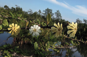 Catunaregam spathulifolia, flowers opening white and turning yellow while ageing, Penarik, Trengganu, Malaysia