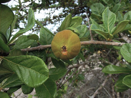 Catunaregam spathulifolia, fruit and spathulate leaves, Penarik, Trengganu, Malaysia