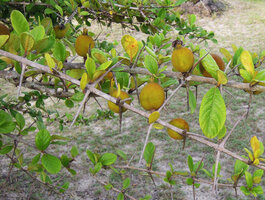 Catunaregam spathulifolia, fruits , Penarik, Trengganu, Malaysia