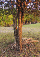Catunaregam spathulifolia, fused bases of a multi trunked individual, Penarik, Trengganu, Malaysia