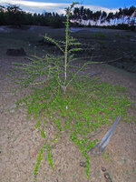 Catunaregam spathulifolia, herbaceous prostrate creeping phase and shrubby phase, three erect woody stems emerging from the center and fused at their base, one of them becoming obviously dominant, Penarik, Trengganu, Malaysia