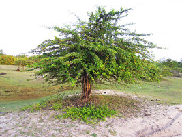 Catunaregam spathulifolia, multi trunked individual with spiny plagiotropic fructiferous branches and remnants of the basal prostrate herbaceous phase, Penarik, Trengganu, Malaysia