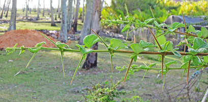Catunaregam spathulifolia, plagiotropic lateral branches with long rameal spines, Penarik, Trengganu, Malaysia