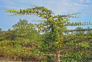 Catunaregam spathulifolia, rameal spines on plagiotropic branches of the shrubby phase, characteristic of Troll&#039;s architectural model, Penarik, Trengganu, Malaysia