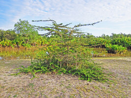 Catunaregam spathulifolia, shrubby phase with separate erect stems exhibiting Troll&#039;s architectural model and circular basal herbaceous stems, Penarik, Trengganu, Malaysia