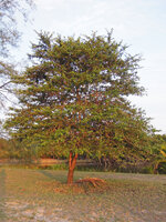 Catunaregam spathulifolia, single trunked individual, Penarik, Trengganu, Malaysia