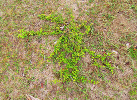 Catunaregam spathulifolia, young individual with plagiotropic herbaceous radially growing prostrate stems, Penarik, Trengganu, Malaysia