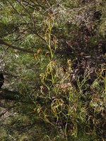 Caustis flexuosa, Blue Mountains, NSW, Australia