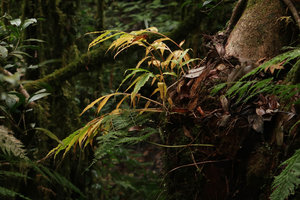 Cautleya gracilis, withering stems in late november, Doi Inthanon NP, 2500 m asl, Thailand