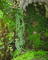 Caverne Vegetale by Patrick Blanc, Roche Guyon Castle, France, 2007