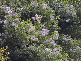 Ceanothus thyrsiflorus var repens flowering in winter, Oasis d&#039;Aboukir, Paris, January 2015