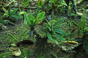 Cephalomanes atrovirens looking like a bonzai tree fern, Halisi, Vangunu, Solomon Islands