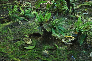 Cephalomanes atrovirens on mossy moist soil in forest understory, Halisi, Vangunu, Solomon Islands