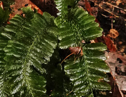 Cephalomanes atrovirens, sori on the upper surface of the frond, Tenaru Falls, Guadalcanal, Solomon Islands