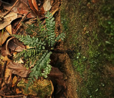 Cephalomanes singaporianum on vertical mossy rock, Bukit Timah, Singapore