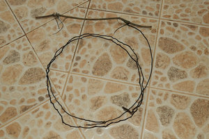 Cercestis  sp. nov., blackish  long barbed wire like feeding root, Campo, Cameroun