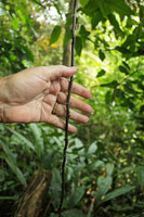 Cercestis sp. nov.  in habitat, Patrick Blanc holding the freely hanging blackish barbed feeding root, Campo, Cameroun