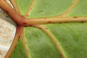 Cercestis sp. nov., reddish glands along the protruding nerves of the lower surface of the leaf blade, Campo, Cameroun