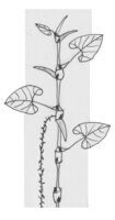 Cercestis blancii - schematic representation of the sequential monopodial growth alternating one cataphyll and one foliage leaf, each one with an axillary bud along short and long internodes, by Patrick Blanc