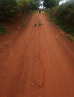 Cercestis blancii, a 8 m long spiny feeding root, Campo, Cameroon