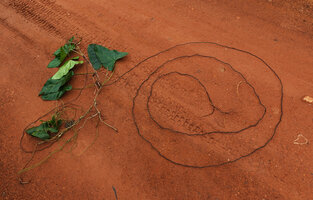 Cercestis blancii, a 8 m long spiny feeding root, Ebodjé, Campo, Cameroon