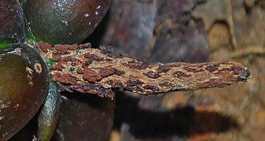 Cercestis blancii, apical dried upper male part of the spadix in the infructescence, the basal male stamens retaining the dry thecae, Ebodjé, Campo, Cameroon