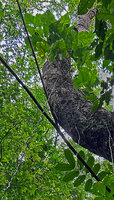 Cercestis blancii as a tall hemiepiphyte with freely hanging spiny feeding roots, Ebodje, Campo, Cameroon