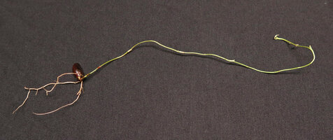 Cercestis blancii, a three months old seedling still producing only cataphylls separated by long internodes along its flagelliform stem