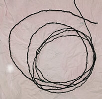 Cercestis blancii, barbed feeding root, Ebodje, Campo, Cameroon