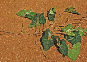 Cercestis blancii, branched specimen, Ebodje, Campo, Cameroon