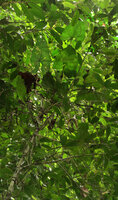 Cercestis blancii displaying its leaves in the crown of a small forest tree, Ebodje, Campo, Cameroon