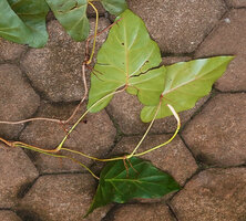 Cercestis blancii, ending part of a stem exhibiting alternation of long and very short internodes and the last, fragile, long internode with the cataphyll enclosing the young foliage leaf, Campo, Cameroon