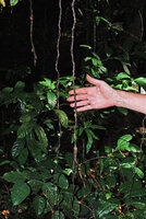Cercestis blancii, freely hanging feeding barbed roots, Ebodje, Campo, Cameroon