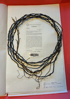 Cercestis blancii, Holotype, one spiny feeding root