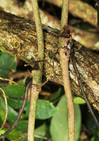 Cercestis blancii, horizontally growing clasping roots emerging just under the cataphyll node and single vertically growing barbed root emerging just above the node, Campo, Cameroun