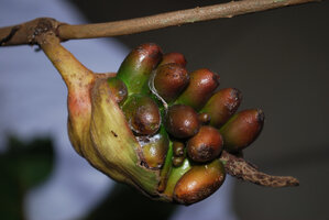 Cercestis blancii, infructescence with brown basally green hard separate baccate fruits, Ebodjé, Cameroon