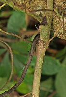Cercestis blancii, insertion of the long spiny feeding root on the thick internode, just above the cataphyll scar, Nkol Elon, Campo, Cameroon
