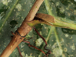 Cercestis blancii, leaf sheath with basal geniculum and cataphyll scar just below, Nkol Elon, Campo, Cameroon