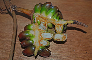 Cercestis blancii, longitudinal section of the infructescence, each individual large berry with a 2 mm thick pericarp and a central large white storaging cotyledonary hyperphyll