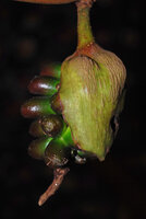 Cercestis blancii, mature infructescence partly enclosed in the persistent green hardening spathe, Ebodjé, Cameroon