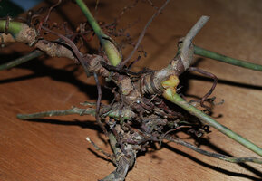 Cercestis blancii, multiple basal stems complexe due to successive traumatisms, Ebodjé, Campo, Cameroon