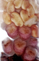 Cercestis blancii, naked female flowers with pink ovary and crested stigma and male flowers with thick whitish connective and thecae, Ebodjé, Campo, Cameroon