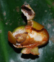 Cercestis blancii, one monosperm berry with 2 mm thick pericarp enclosing the big seed with the large white storaging cotyledonary hyperphyll, Ebodjé, Campo, Cameroon