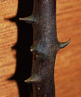 Cercestis blancii, recurved spiny emergences on the freely hanging feeding roots, Ebodje, Campo, Cameroon