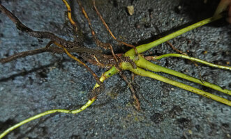 Cercestis blancii, rosette of three successive small foliage leaves produced during the exploration phase among shrubs, the apical flagellum producing first a small cataphyll